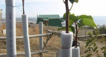 Jak správně připravit mladé jabloně na zimu a proč kryt, materiály a návod krok za krokem